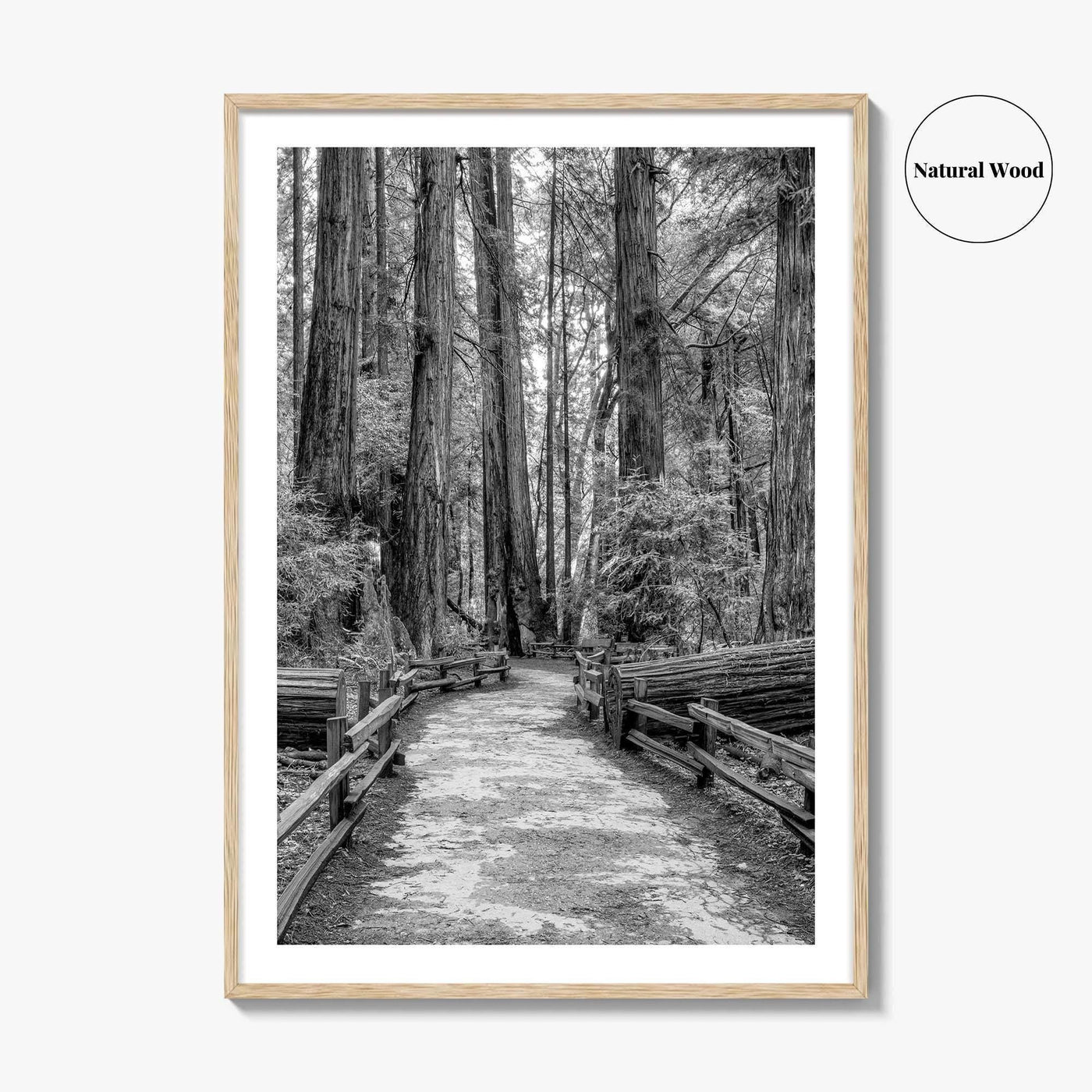 Muir Woods Black and White Fine Art Photo Print, Redwood Forest California Poster