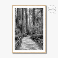 Muir Woods Black and White Fine Art Photo Print, Redwood Forest California Poster
