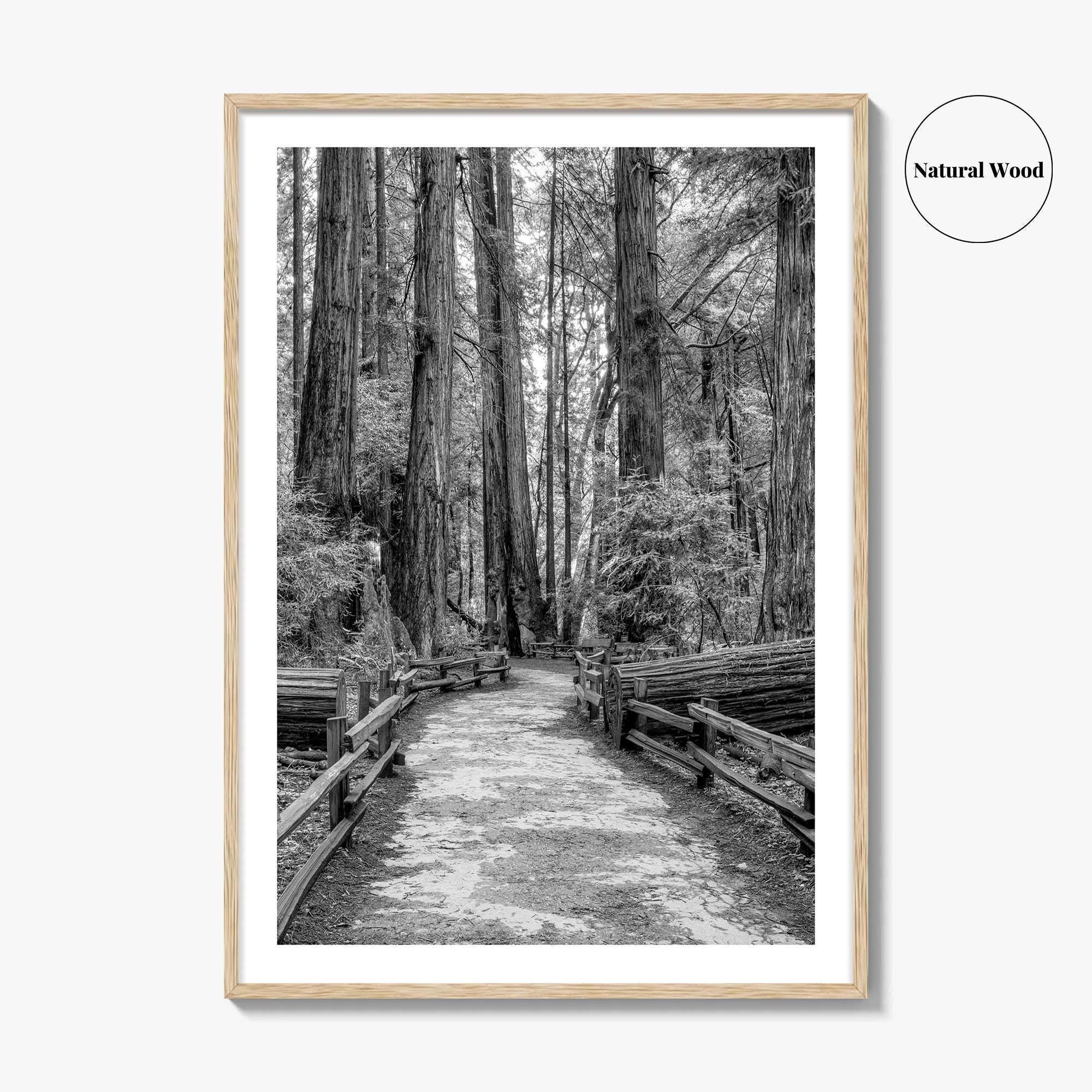 Muir Woods Black and White Fine Art Photo Print, Redwood Forest California Poster