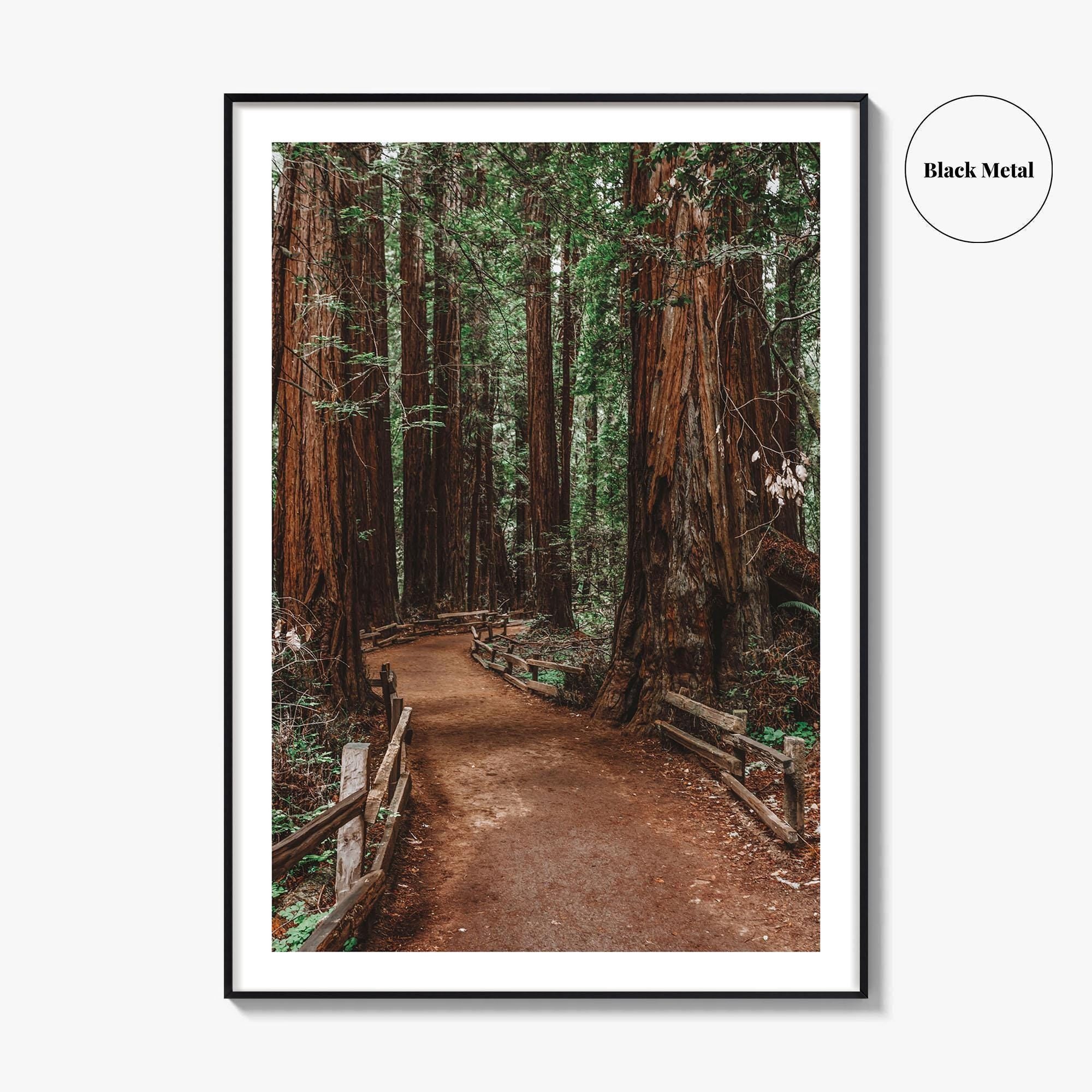 Muir Woods National Monument Fine Art Photo Print, Mill Valley, California, USA Poster