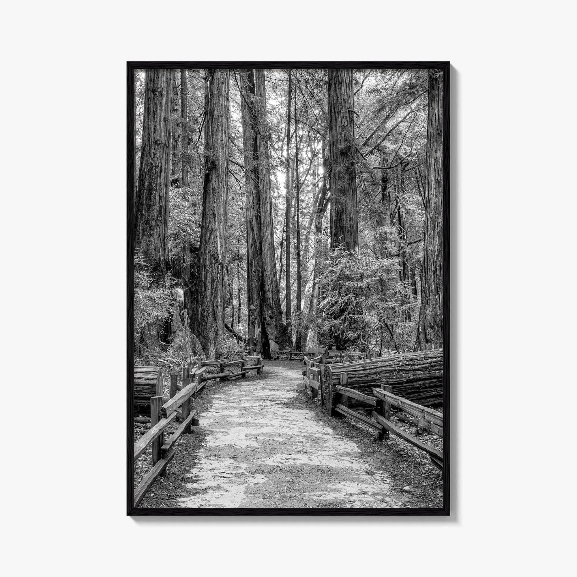 Muir Woods Black and White Fine Art Photo Print, Redwood Forest California Poster