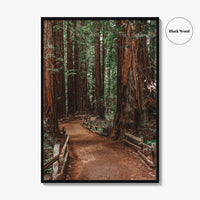 Muir Woods National Monument Fine Art Photo Print, Mill Valley, California, USA Poster