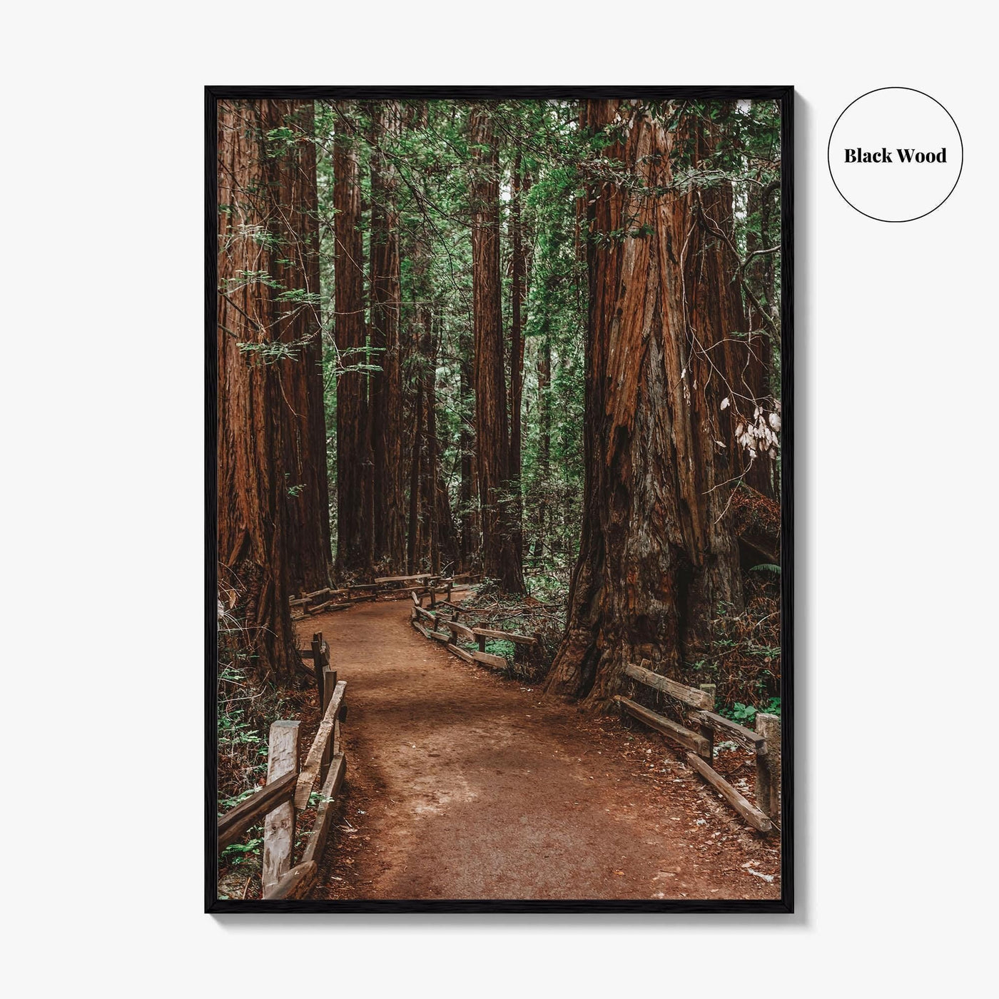 Muir Woods National Monument Fine Art Photo Print, Mill Valley, California, USA Poster