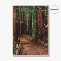Muir Woods National Monument Fine Art Photo Print, Mill Valley, California, USA Poster