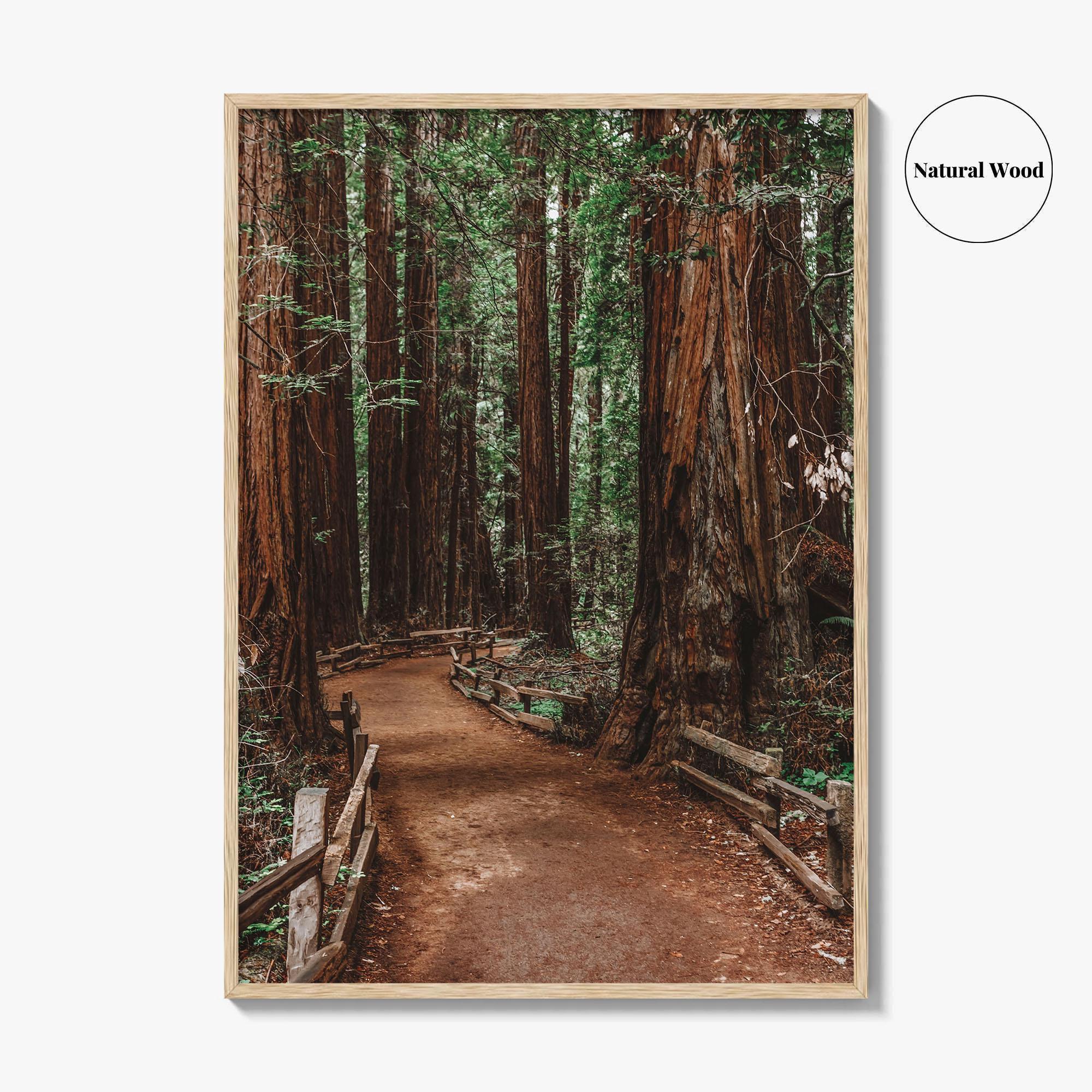 Muir Woods National Monument Fine Art Photo Print, Mill Valley, California, USA Poster
