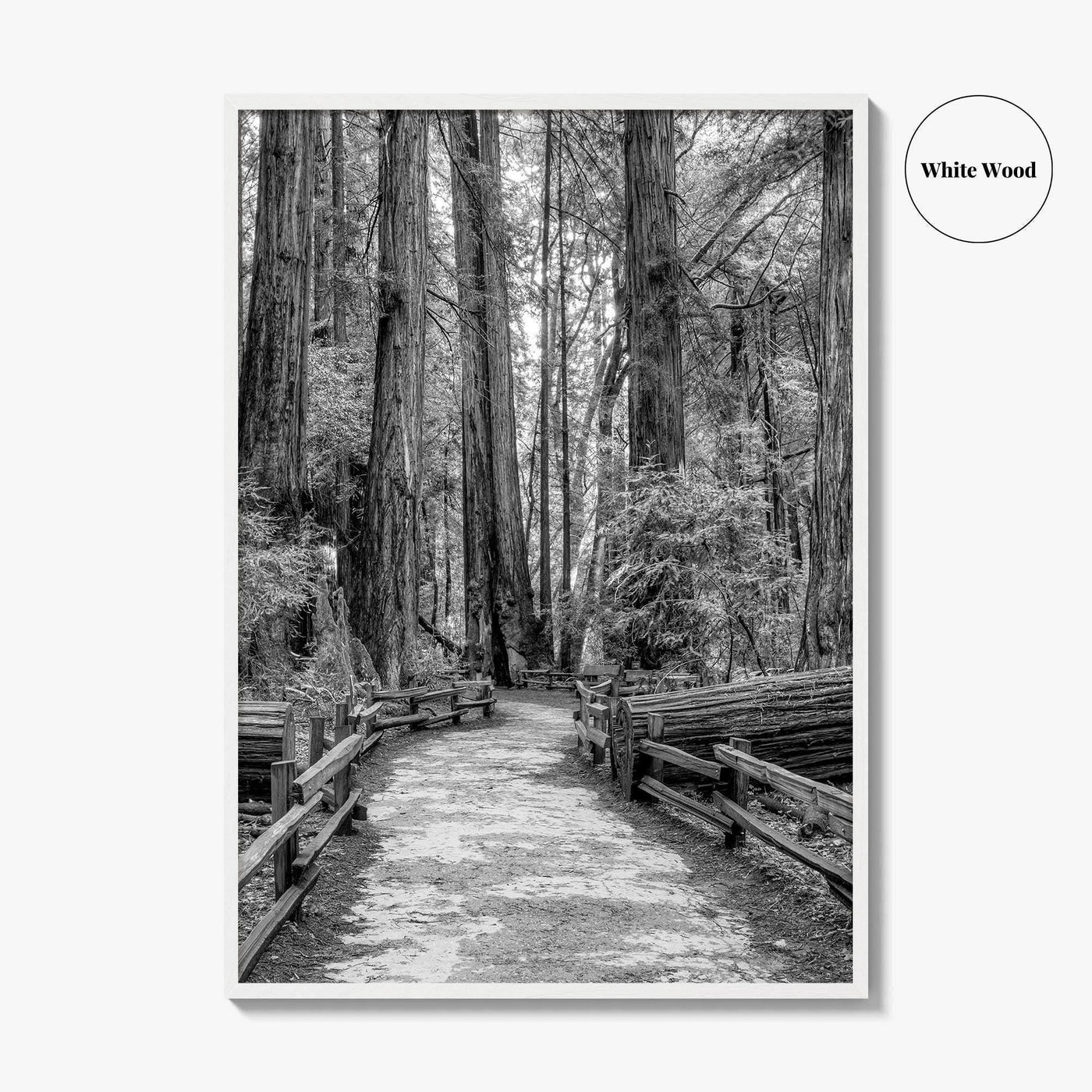 Muir Woods Black and White Fine Art Photo Print, Redwood Forest California Poster