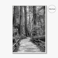 Muir Woods Black and White Fine Art Photo Print, Redwood Forest California Poster