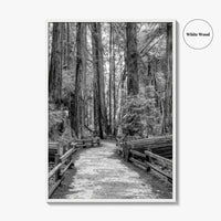 Muir Woods Black and White Fine Art Photo Print, Redwood Forest California Poster