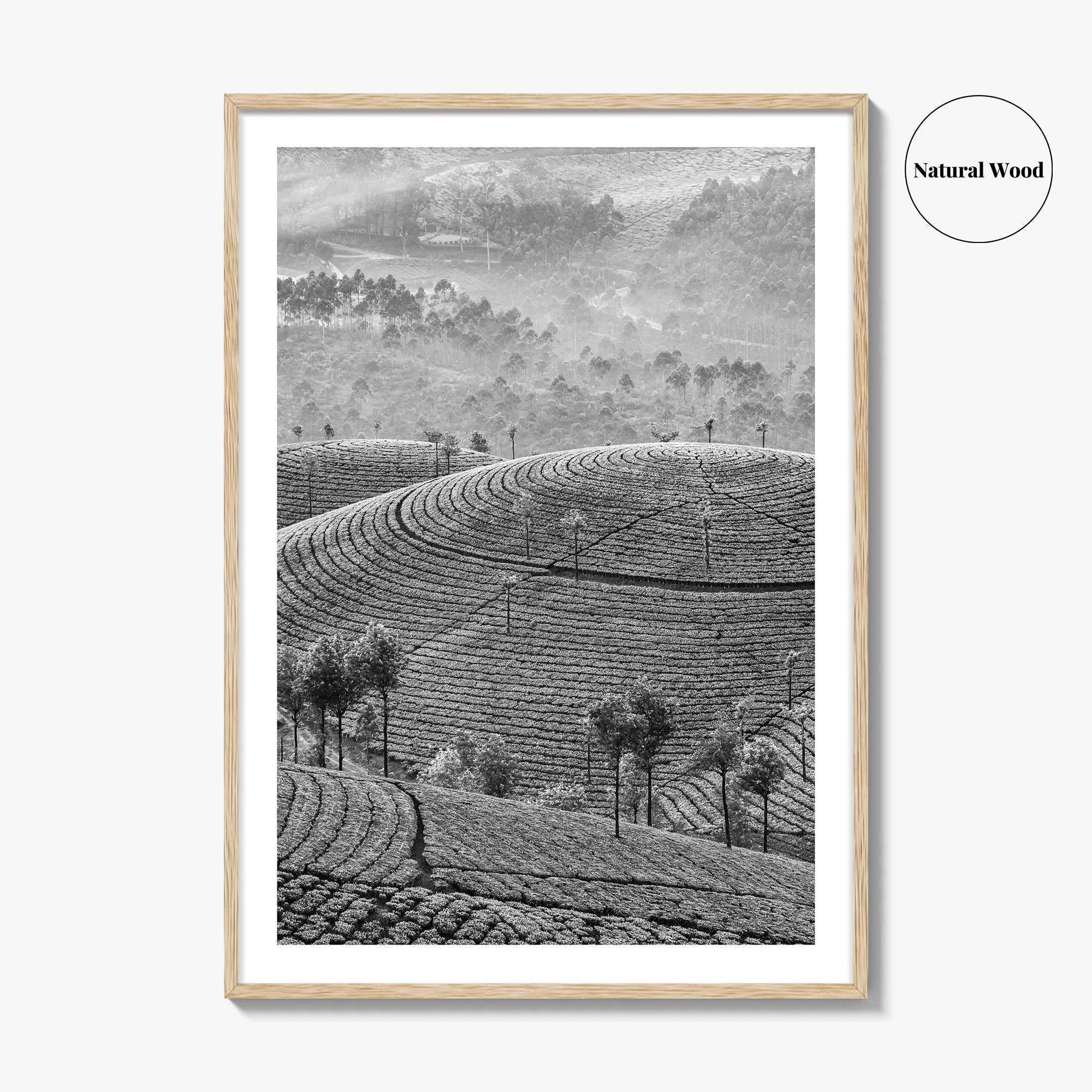 Munnar Black and White Fine Art Photo Print, Kerala India Tea Plantations Wall Poster