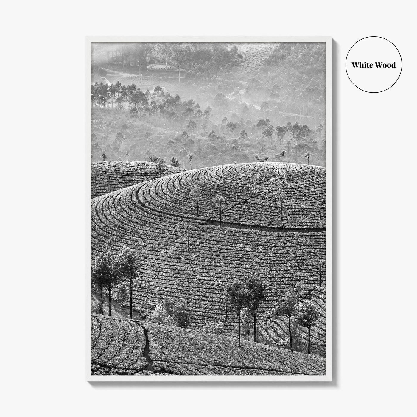 Munnar Black and White Fine Art Photo Print, Kerala India Tea Plantations Wall Poster