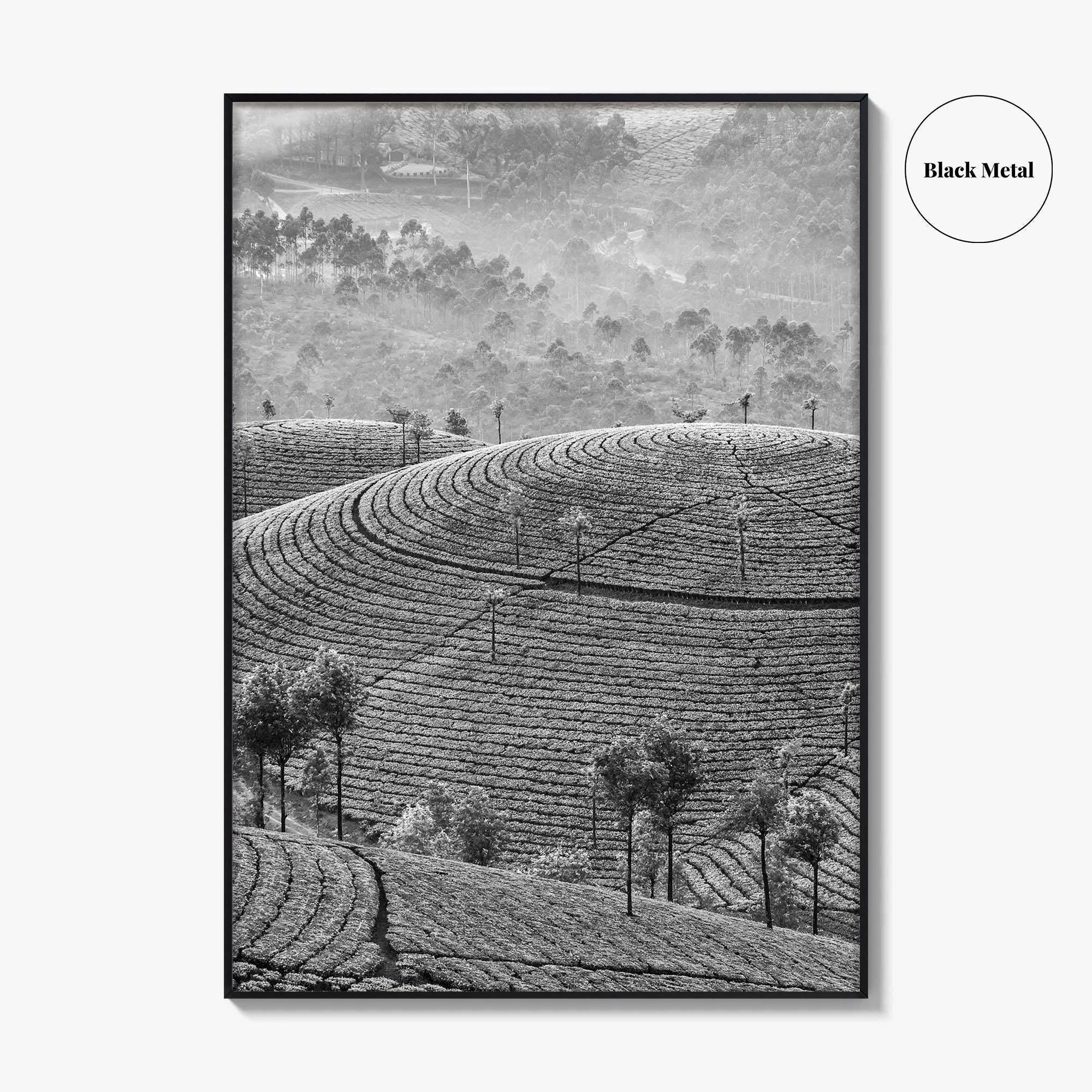 Munnar Black and White Fine Art Photo Print, Kerala India Tea Plantations Wall Poster