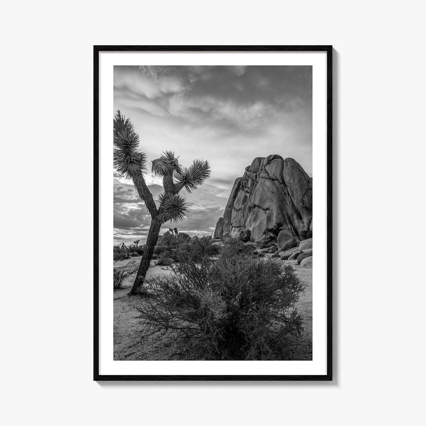 Joshua Tree Black and White Fine Art Photo Print, California Desert Poster