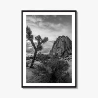 Joshua Tree Black and White Fine Art Photo Print, California Desert Poster