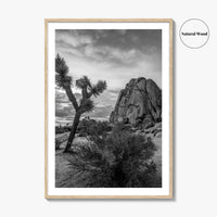 Joshua Tree Black and White Fine Art Photo Print, California Desert Poster