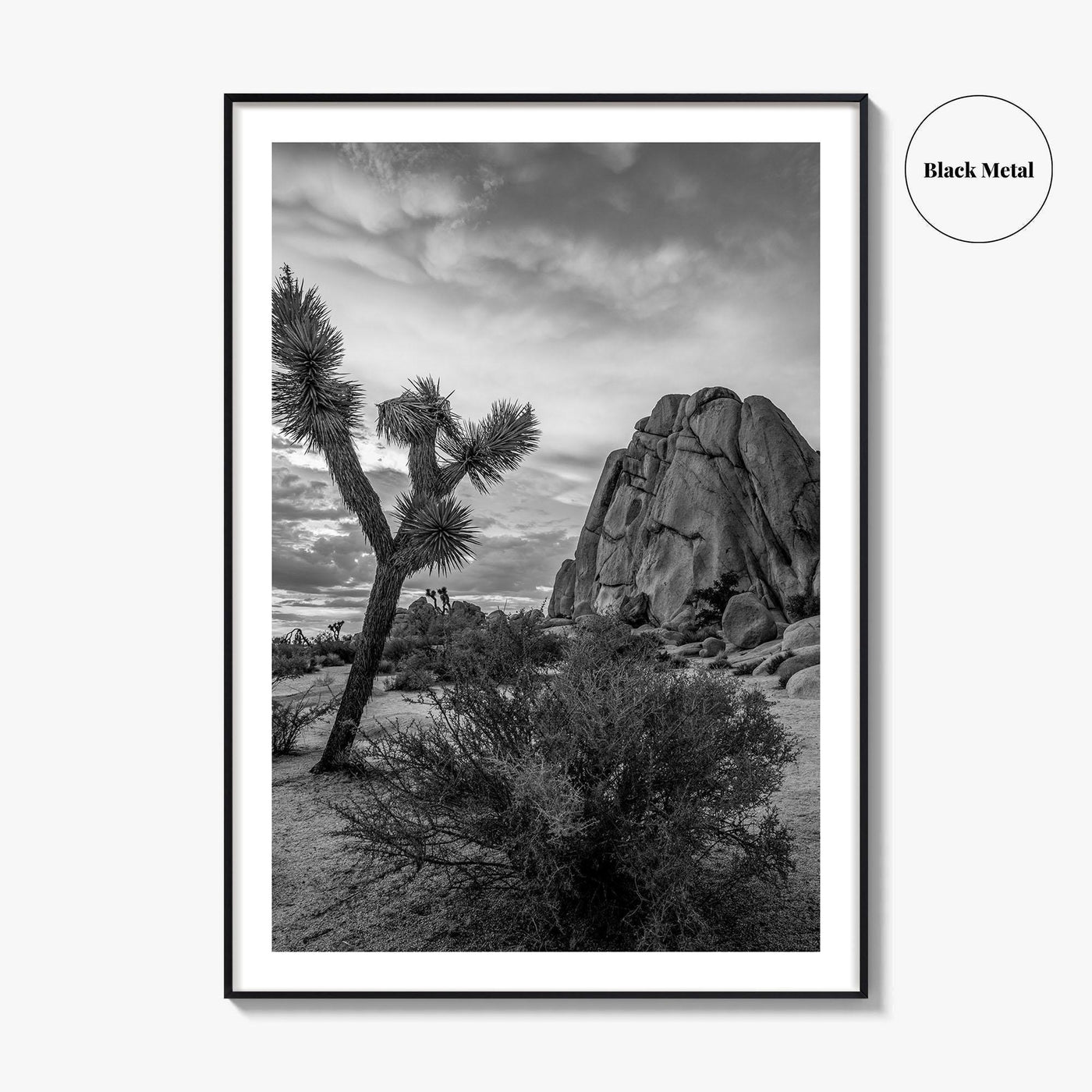 Joshua Tree Black and White Fine Art Photo Print, California Desert Poster