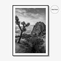 Joshua Tree Black and White Fine Art Photo Print, California Desert Poster