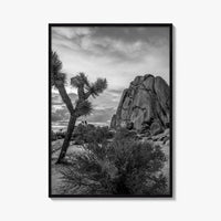 Joshua Tree Black and White Fine Art Photo Print, California Desert Poster