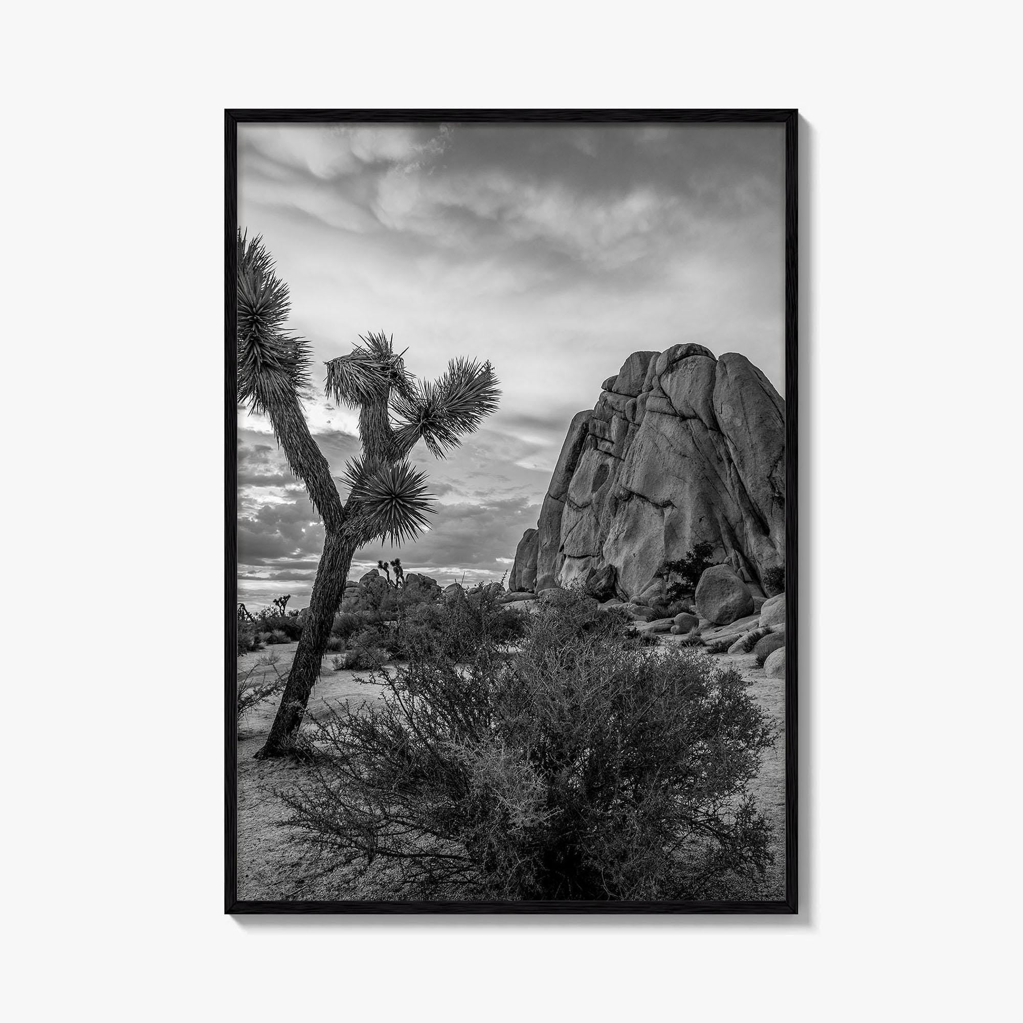 Joshua Tree Black and White Fine Art Photo Print, California Desert Poster