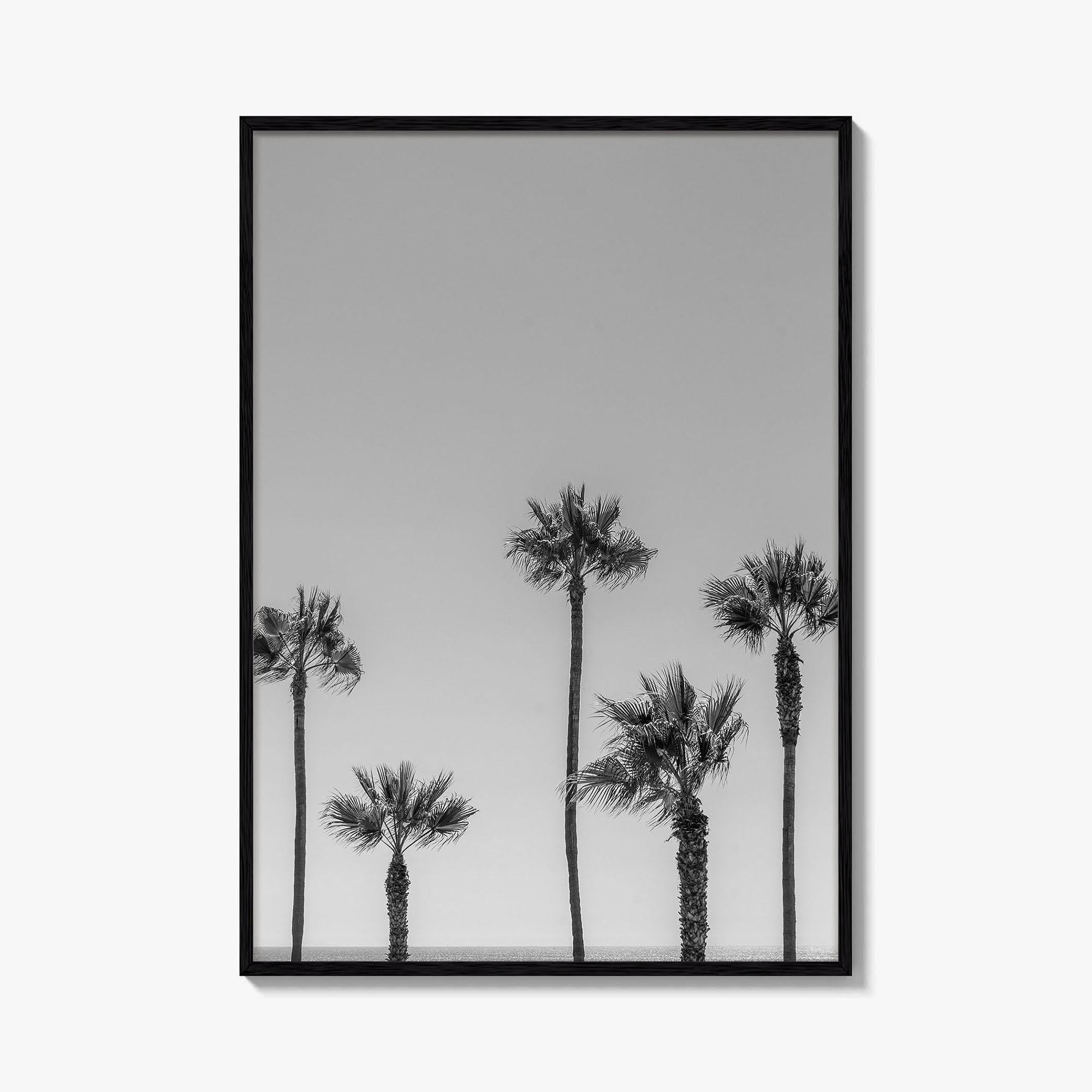 Manhattan Beach Black and White Fine Art Photo Print, Palm Trees LA California Poster