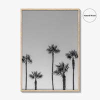 Manhattan Beach Black and White Fine Art Photo Print, Palm Trees LA California Poster