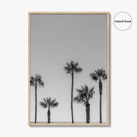 Manhattan Beach Black and White Fine Art Photo Print, Palm Trees LA California Poster