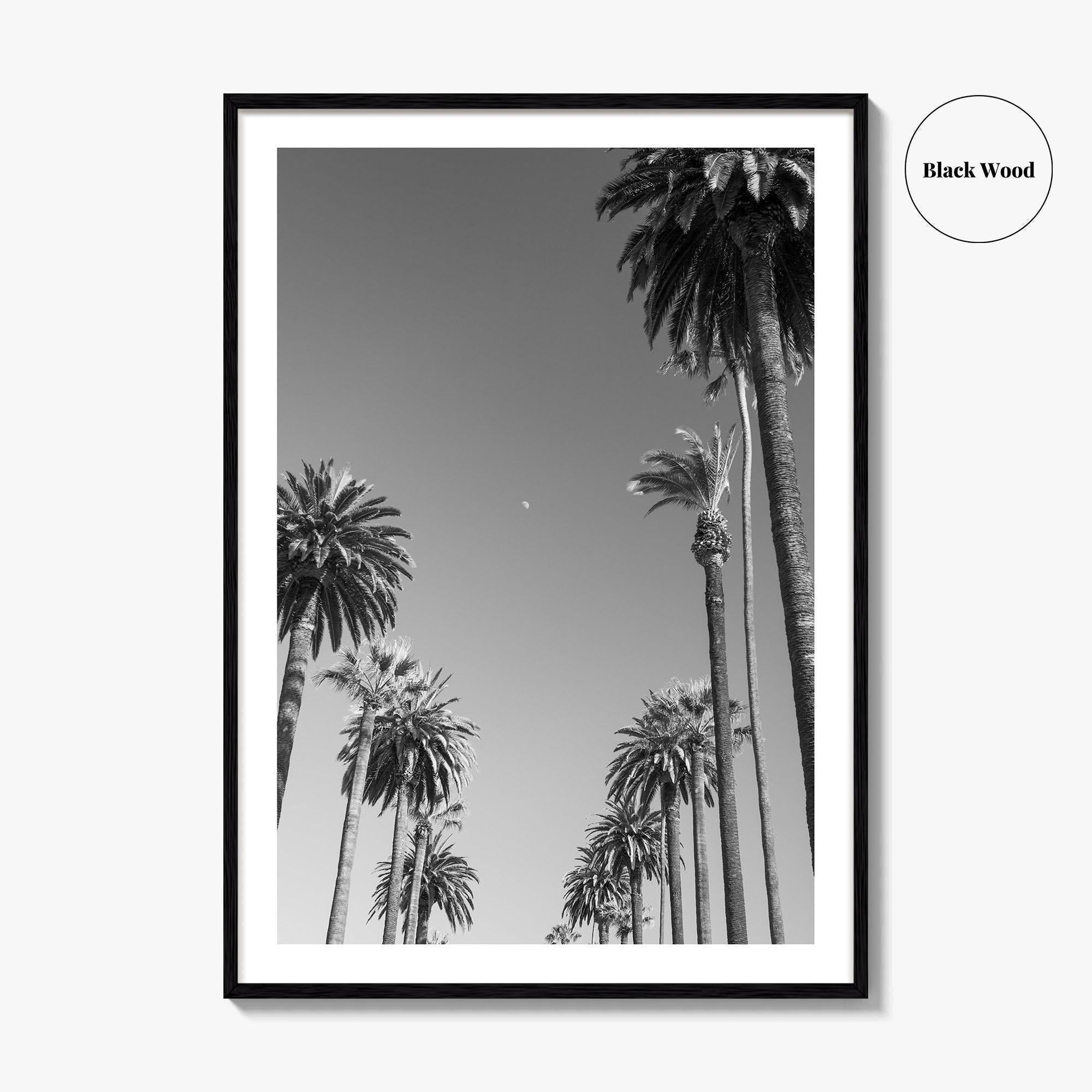Beverly Hills Black and White Fine Art Photo Print, Los Angeles Palm Trees Poster