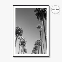 Beverly Hills Black and White Fine Art Photo Print, Los Angeles Palm Trees Poster