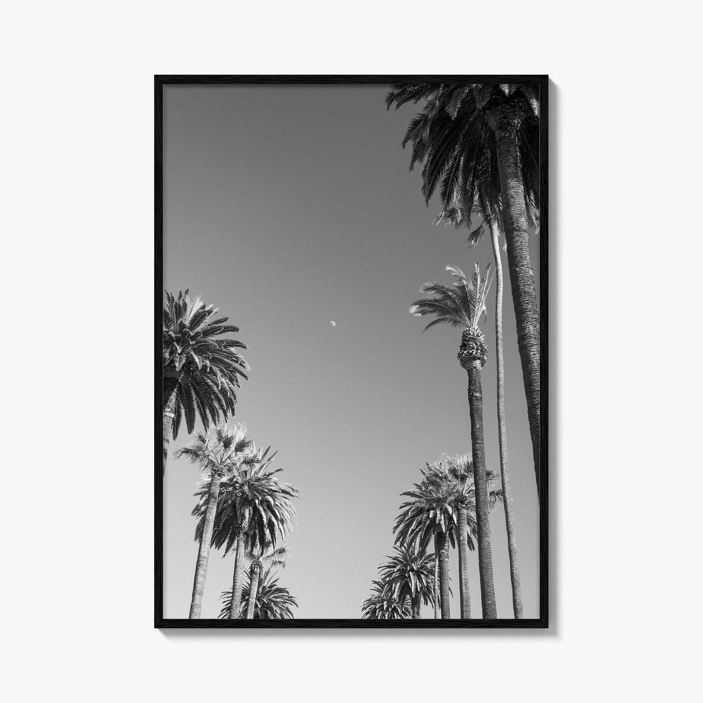 Beverly Hills Black and White Fine Art Photo Print, Los Angeles Palm Trees Poster