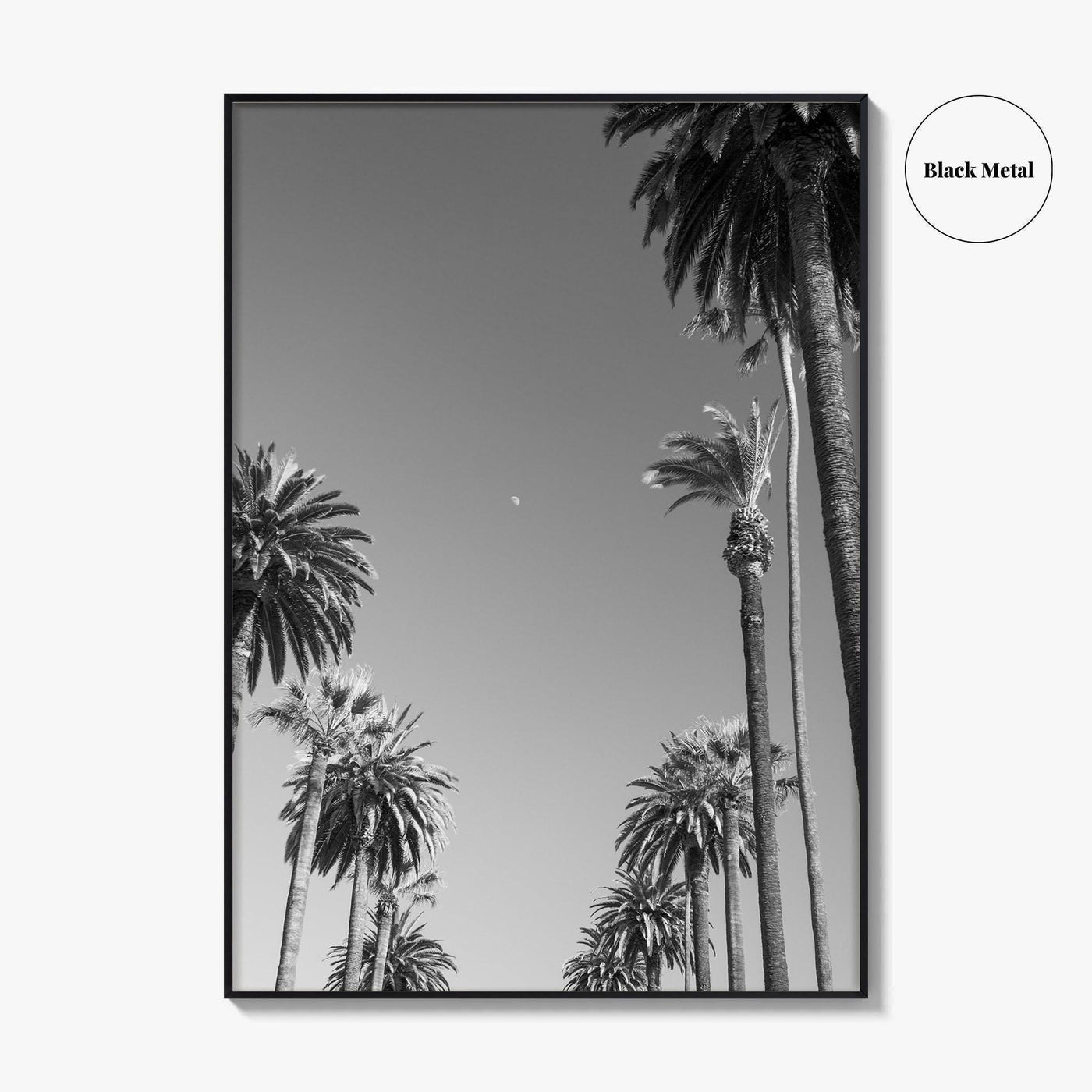 Beverly Hills Black and White Fine Art Photo Print, Los Angeles Palm Trees Poster