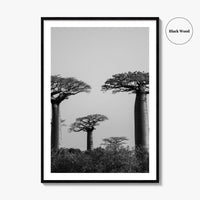 Morondava Black and White Fine Art Photo Print, Avenue Baobabs Madagascar Poster