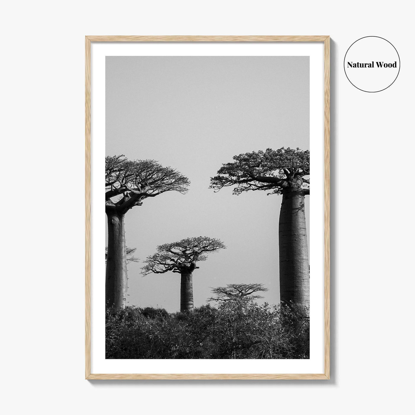 Morondava Black and White Fine Art Photo Print, Avenue Baobabs Madagascar Poster