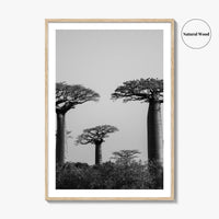 Morondava Black and White Fine Art Photo Print, Avenue Baobabs Madagascar Poster