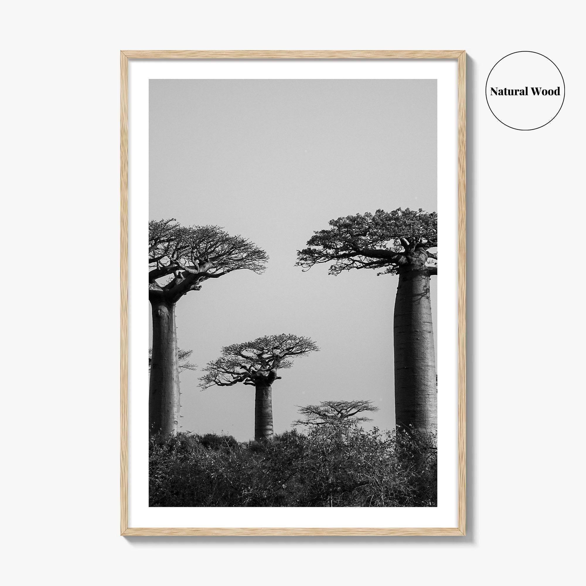 Morondava Black and White Fine Art Photo Print, Avenue Baobabs Madagascar Poster