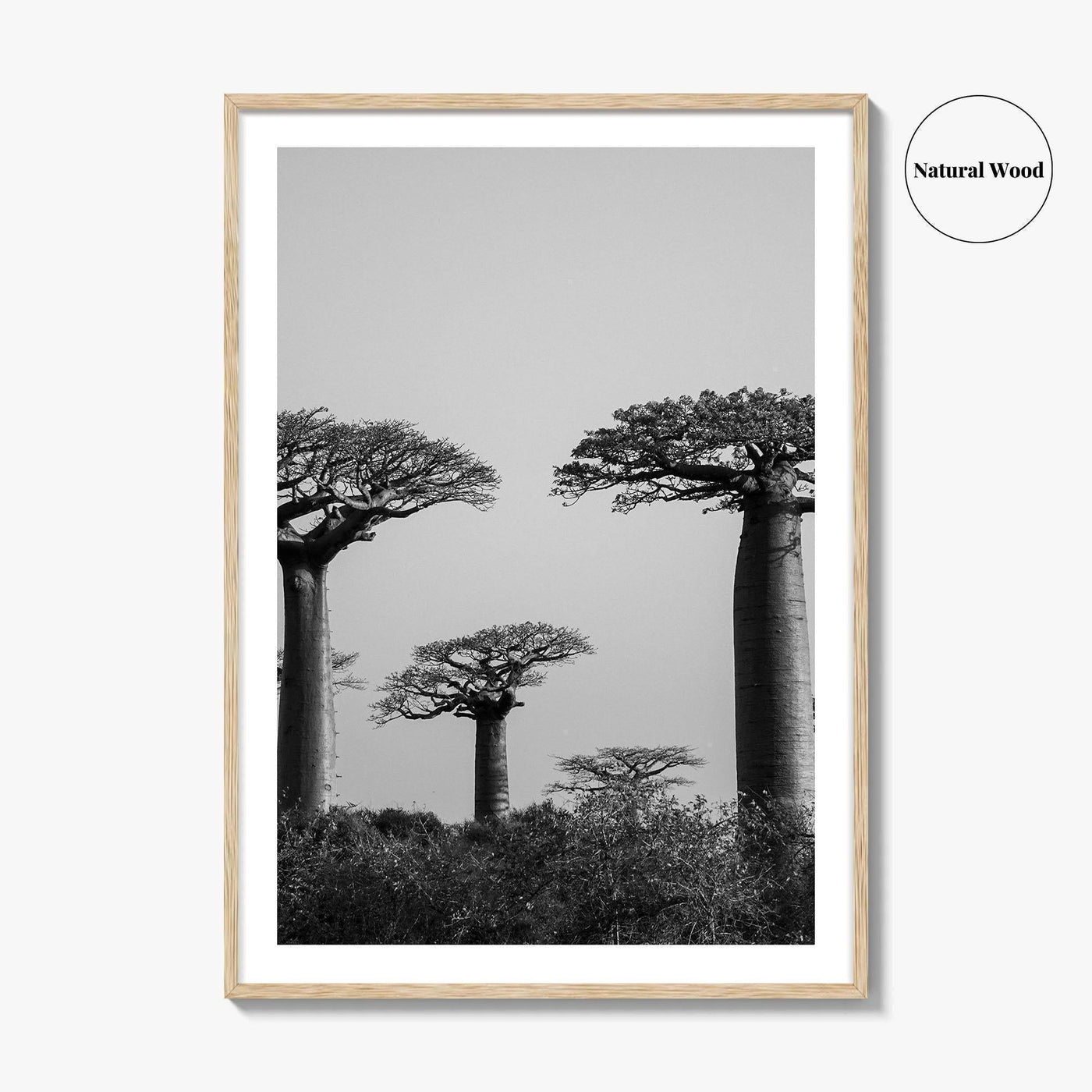 Morondava Black and White Fine Art Photo Print, Avenue Baobabs Madagascar Poster