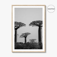 Morondava Black and White Fine Art Photo Print, Avenue Baobabs Madagascar Poster