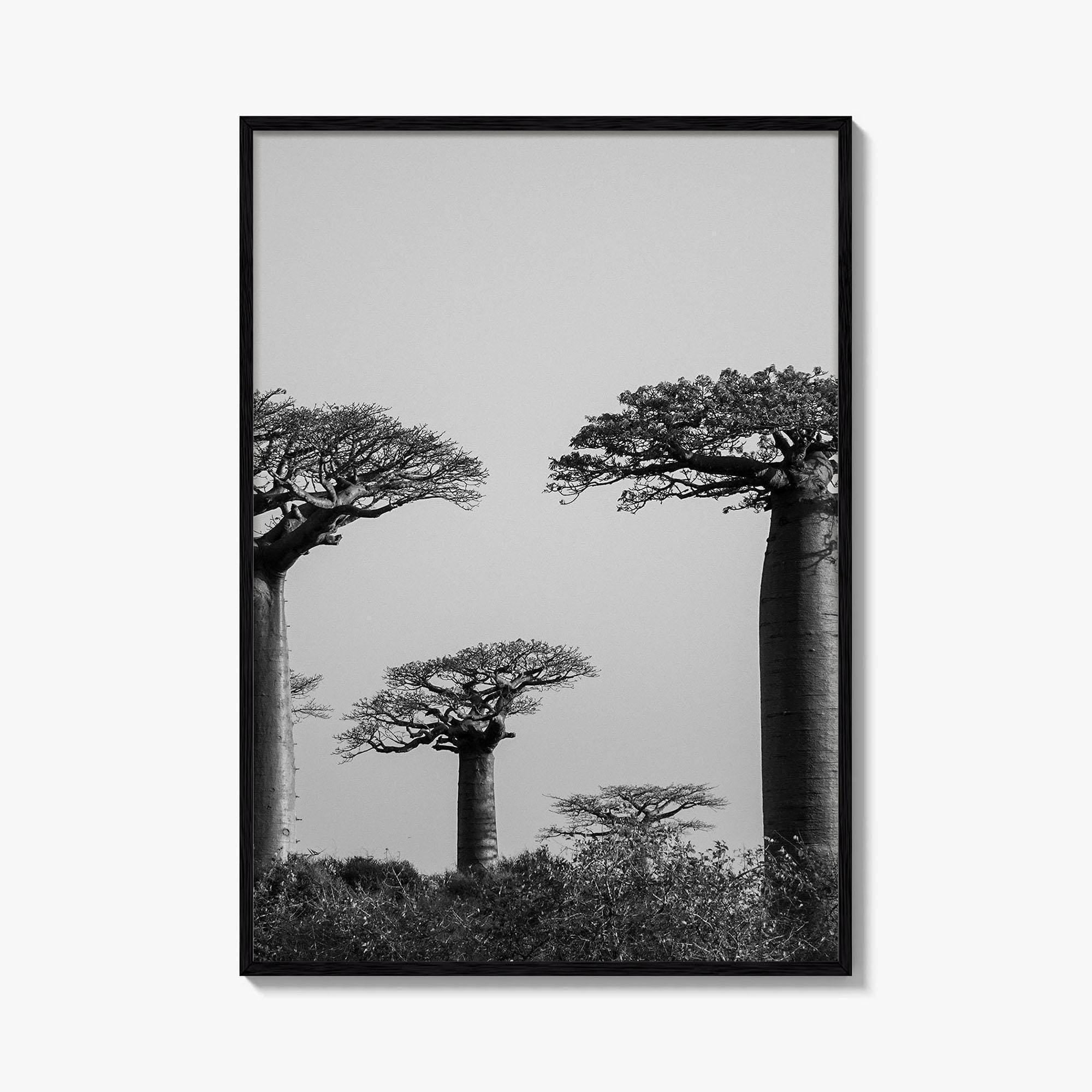 Morondava Black and White Fine Art Photo Print, Avenue Baobabs Madagascar Poster