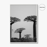 Morondava Black and White Fine Art Photo Print, Avenue Baobabs Madagascar Poster