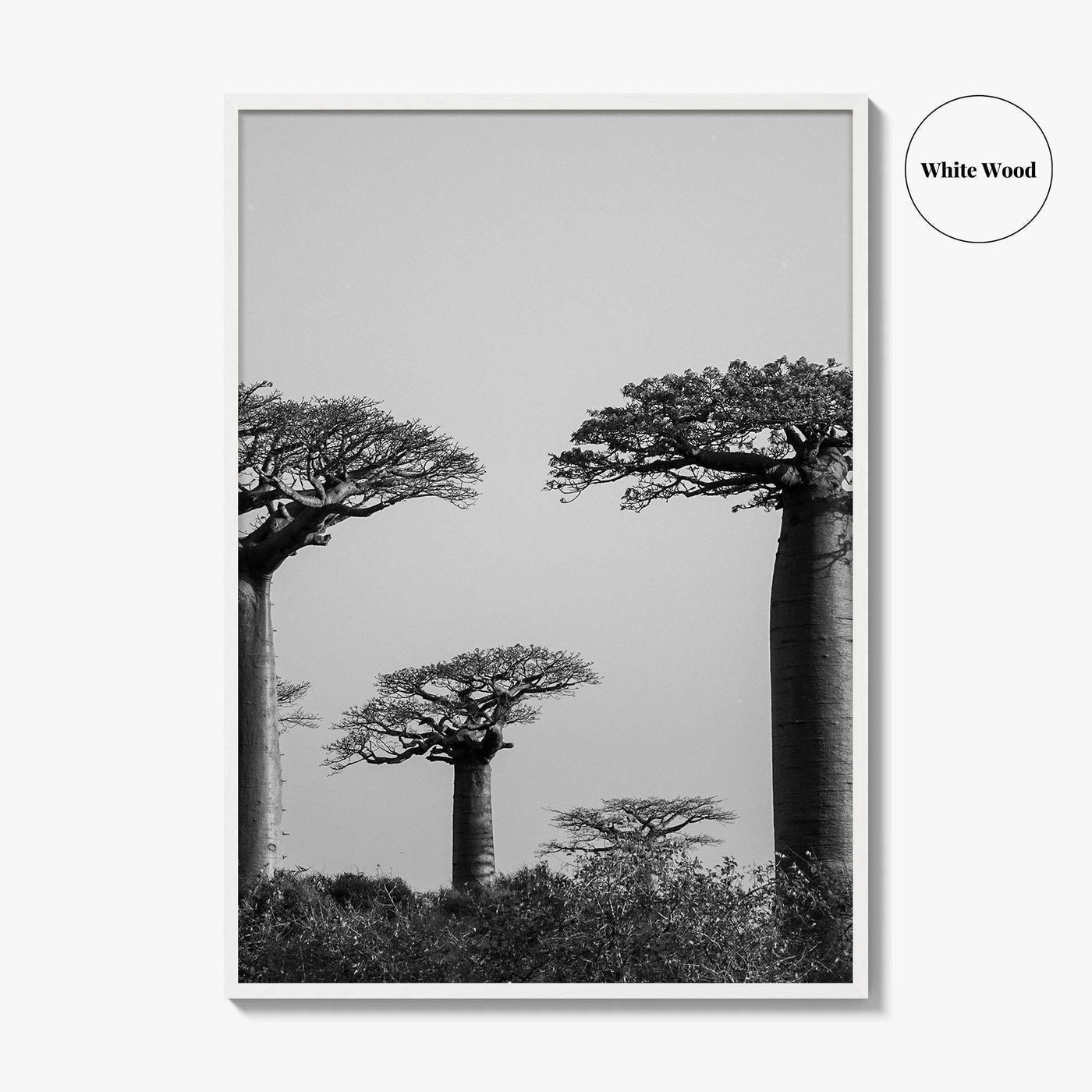 Morondava Black and White Fine Art Photo Print, Avenue Baobabs Madagascar Poster