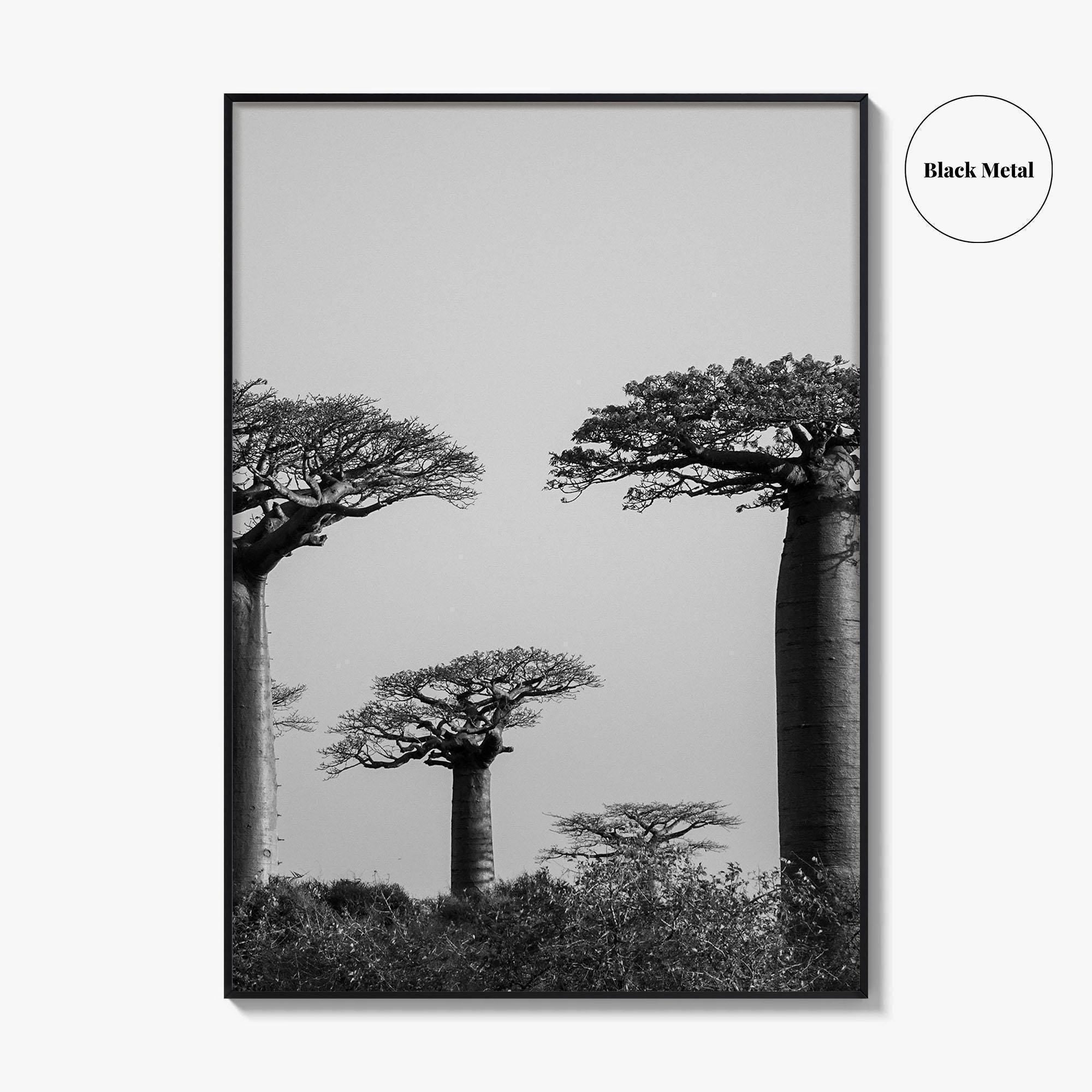 Morondava Black and White Fine Art Photo Print, Avenue Baobabs Madagascar Poster