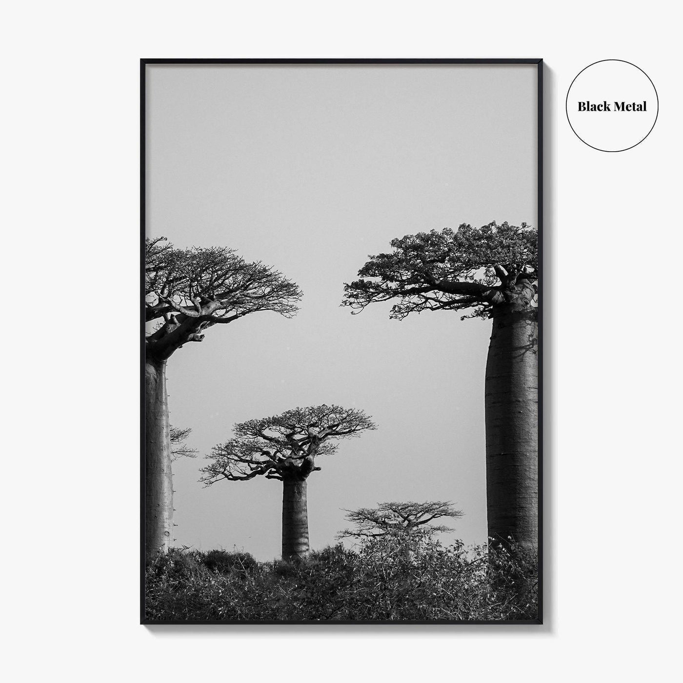 Morondava Black and White Fine Art Photo Print, Avenue Baobabs Madagascar Poster